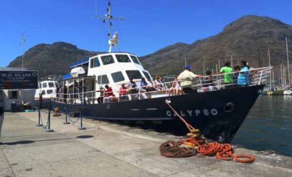 Experience a 45-Minute Seal Island Cruise for 2 in Hout Bay - Image 5
