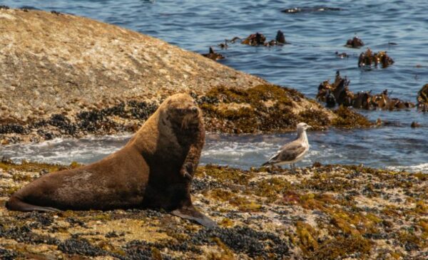 Experience a 45-Minute Seal Island Cruise for 2 in Hout Bay - Image 4