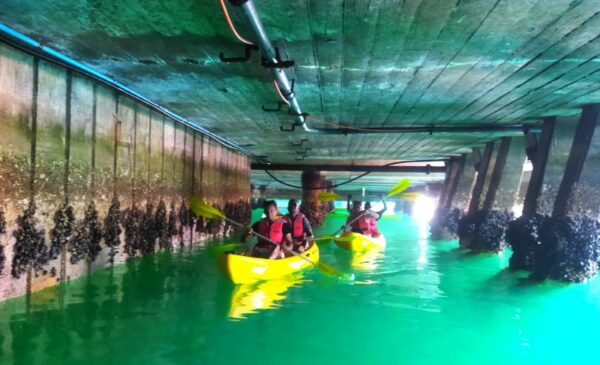 Experience a 2 Hour Kayak Adventure for 2 in Hout Bay - Image 3