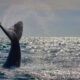 20 Things to do in Knysna