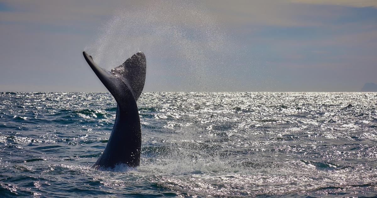 Hermanus whale season