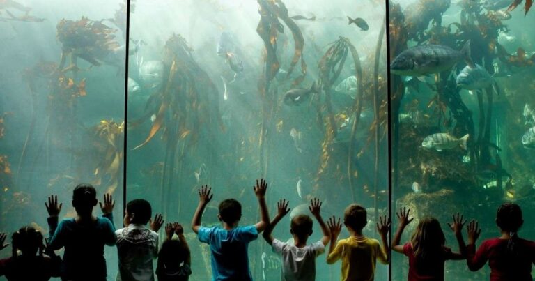 The 60 Ultimate Things to Do in Cape Town with Kids