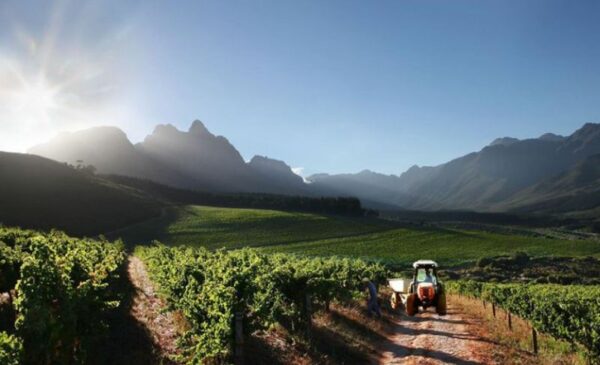 A Half-Day Wine Safari Experience - Image 3