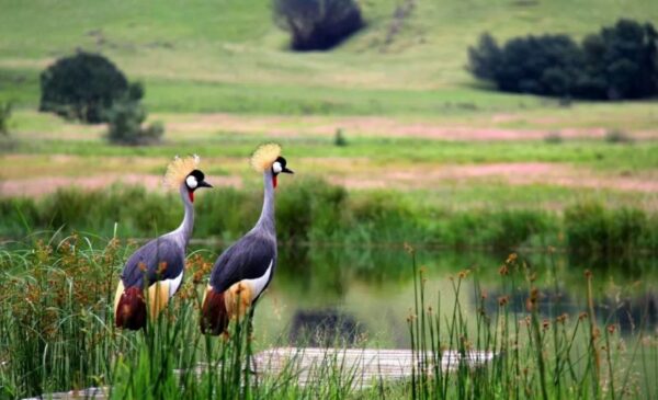 A 2-Night Midweek Stay in the Drakensberg - Image 2