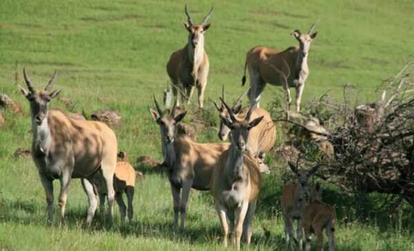 A 2-Night Midweek Stay in the Drakensberg - Image 5