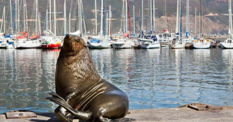 The 15 Best Things to do in Hout Bay