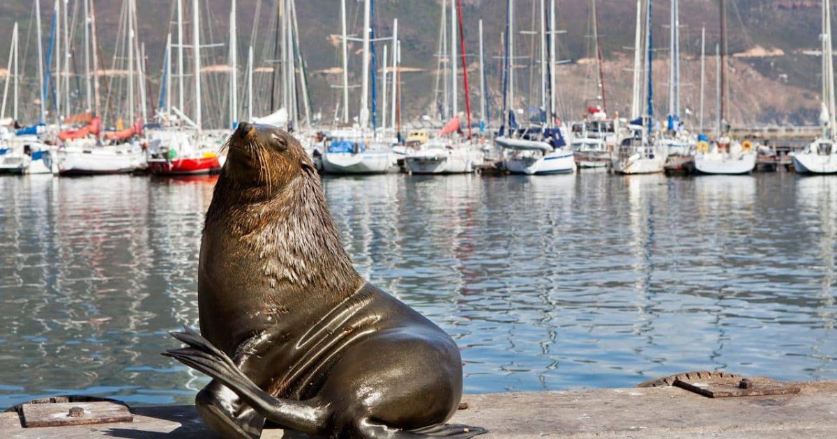 Seal watch