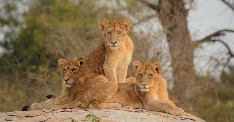 20 Things to Do in Limpopo