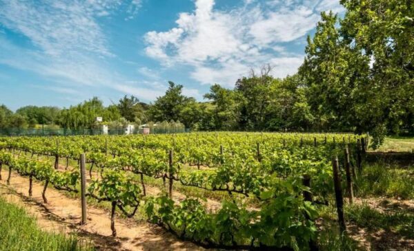 A Scenic Mid-week Stay in Stellenbosch - Image 6