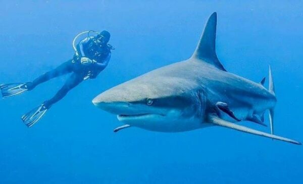 A Scuba Diving Experience for 1 - Image 2