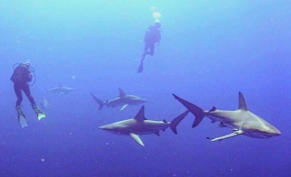 A Scuba Diving Experience for 1 - Image 3