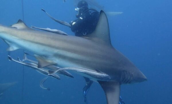 A Scuba Diving Experience for 1 - Image 4