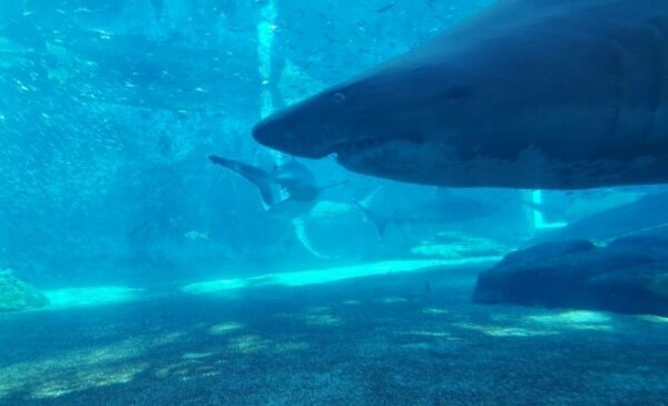 A Scuba Diving Experience for 1 - Image 5
