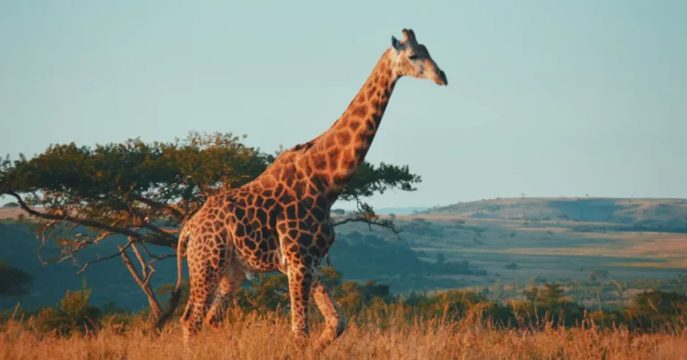 50 Ultimate Tourist Attractions in South Africa