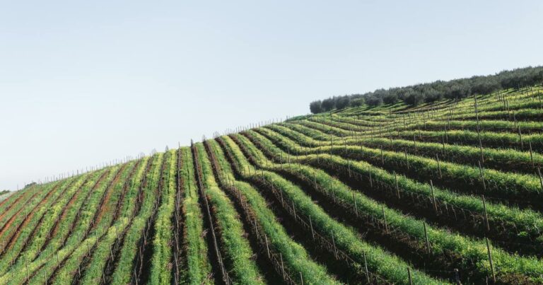 10 Best Things to do in Somerset West