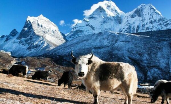 A First-Class Trekking Trail in Nepal - Image 4
