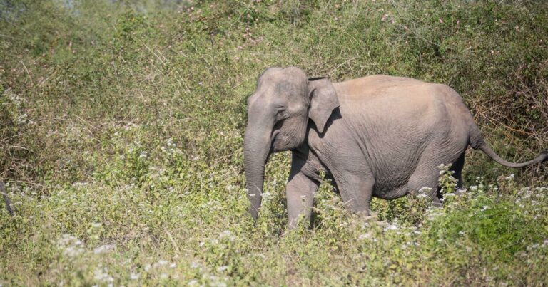 10 Best Kruger National Park Accommodation