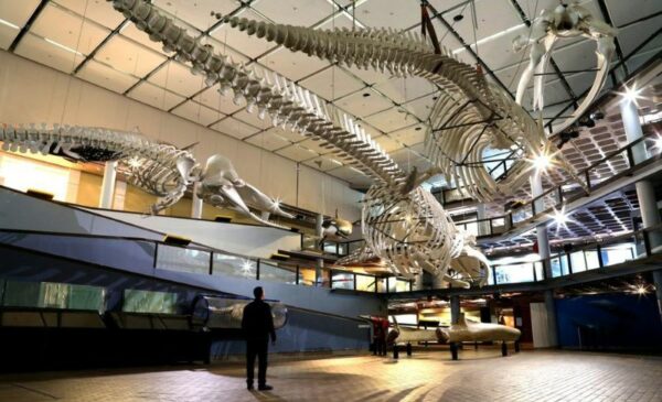 A Promo Pass: Free Entry to Any 3 Cape Town Attractions - Image 4