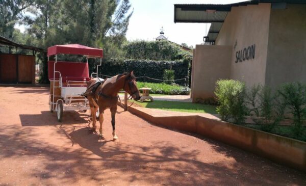 A Horse Riding Experience and Picnic for 2 in Meyerton - Image 3