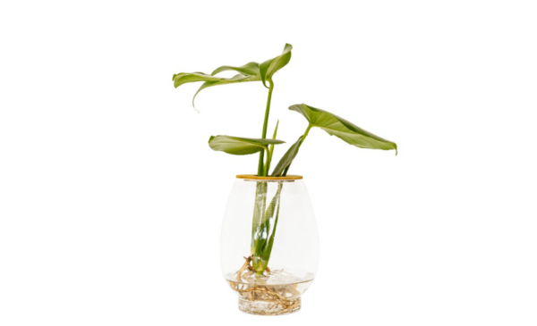 A beautiful vase and tropical plant - Image 2