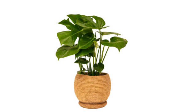 A beautiful vase and tropical plant - Image 3