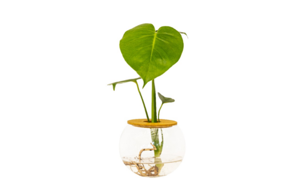 A beautiful vase and tropical plant - Image 4