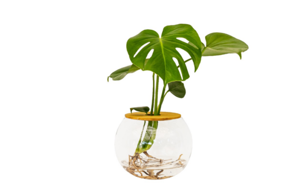 A beautiful vase and tropical plant