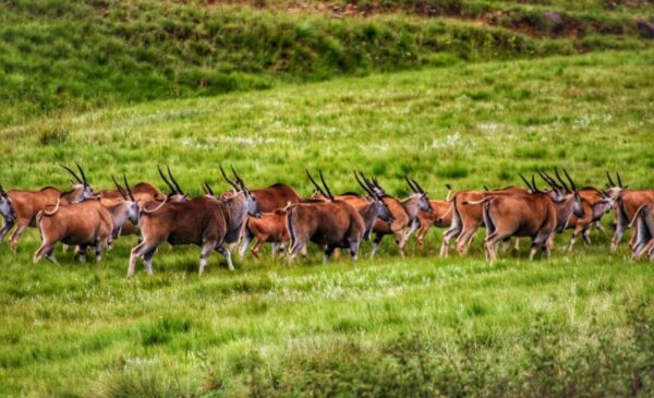 Enjoy Serenity with a 1-Night Midweek Stay in Southern Drakensberg - Image 2