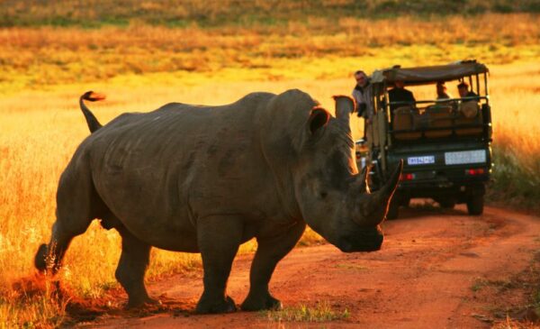 An All-Inclusive Luxury Bush Stay for 2 People in the Waterberg Region - Image 5