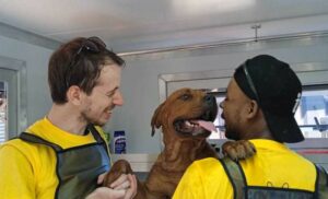 A Mobile Pet Grooming Service in Blouberg for a Large Dog