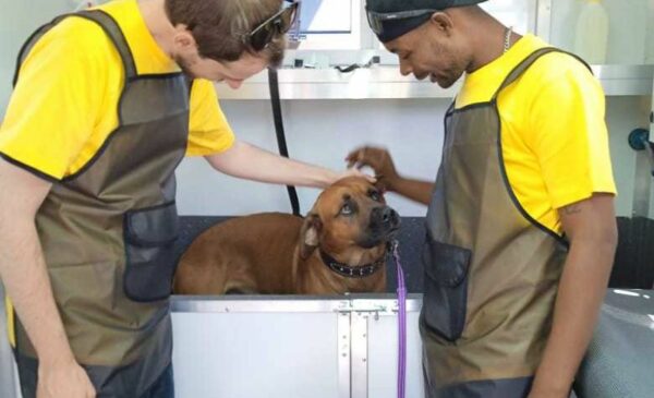 A Mobile Pet Grooming Service in Blouberg for a Large Dog - Image 3