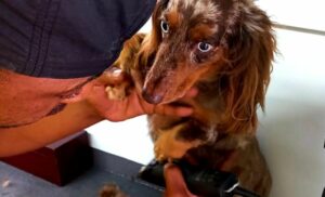 A Mobile Pet Grooming Service in Blouberg for a Small to Medium Dog