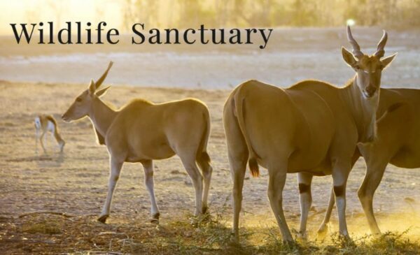 An All-Inclusive Game Drive Winelands Weekend Package - Image 7