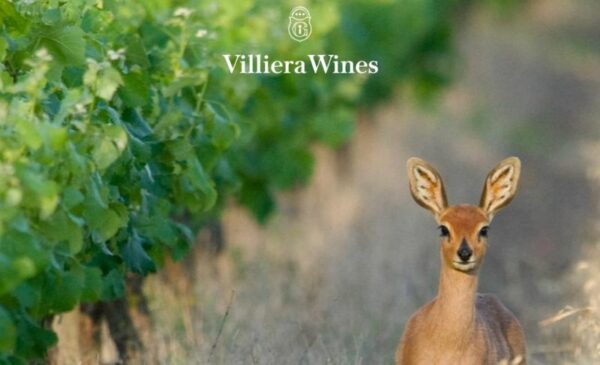 An All-Inclusive Game Drive Winelands Weekend Package - Image 6