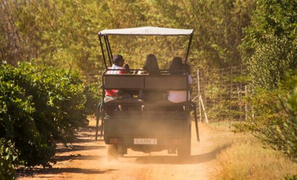 An All-Inclusive Game Drive Winelands Weekend Package - Image 10