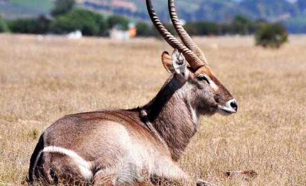 An All-Inclusive Game Drive Winelands Weekend Package - Image 12