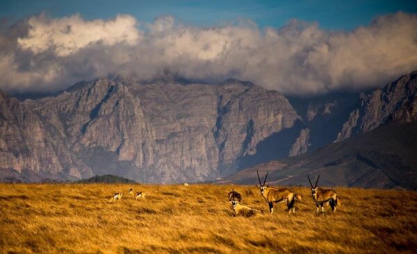 An All-Inclusive Game Drive Winelands Weekend Package - Image 8