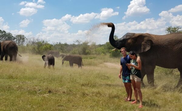 A 90-Minute Elephant Nature Walk in Bela Bela - Image 3