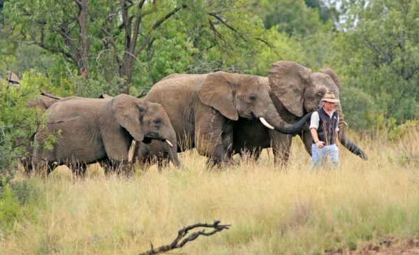 A 90-Minute Elephant Nature Walk in Bela Bela - Image 2