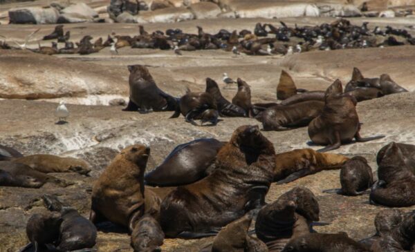 A Picturesque Seal Island and Sentinel Mountain Cruise for 2 Adults - Image 3