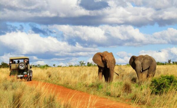 Sight the Big Five with an All-Inclusive Luxury Bush Stay in the Waterberg Region - Image 6
