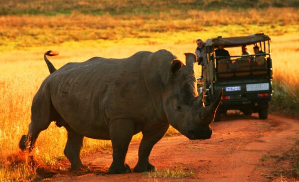 Sight the Big Five with an All-Inclusive Luxury Bush Stay in the Waterberg Region - Image 7