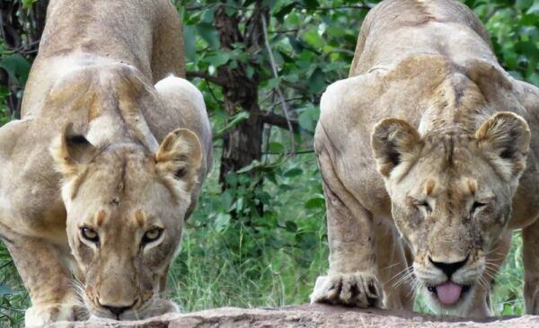 Lions drinking from the waterhole at Mutsami Private Bush Lodge in Phalaborwa