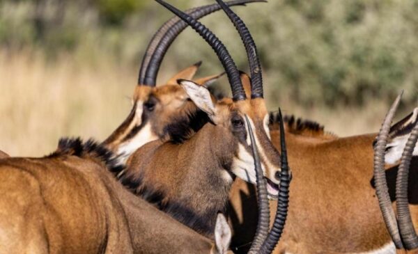 An Unbelievable Stay For 2 In The Bush, Including All Meals And A Game Drive - Image 5
