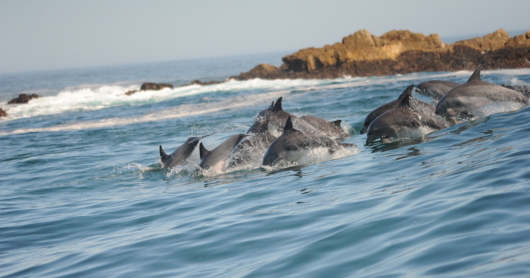 Top 10 Things to do in Plettenberg Bay