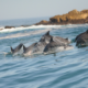 10 Top Resorts in Port Elizabeth