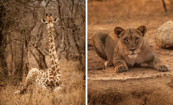 A Luxurious 2-Night Getaway to the Savannah at Moditlo River Lodge - Image 5