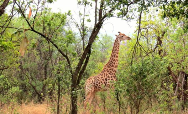 A zebra spotted at the Zebra Nature Reserve in Cullinan