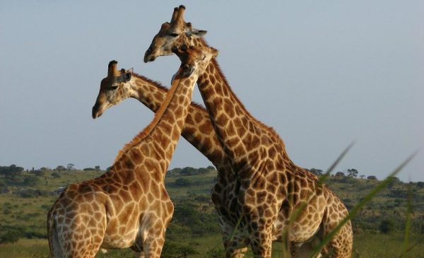 An Unbelievable Safari Stay for You and a Loved One - Image 6