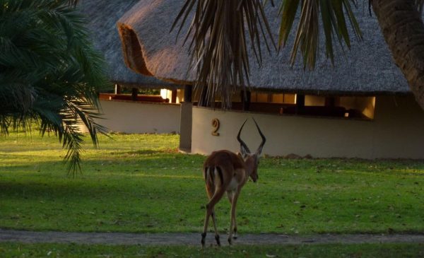 The outside of a Lalapanzi Deluxe Chatlet at Bonamanzi Game Reserve in Hluhluwe